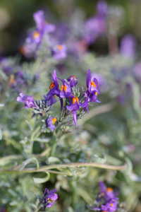 Bild von Linum austriacum