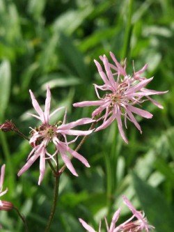 Bild von Lychnis flos cuculi