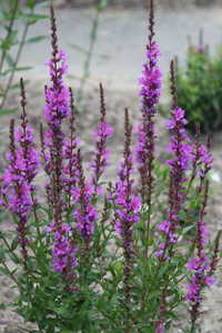 Bild von Lythrum salicaria Robin