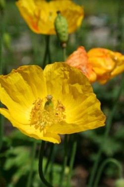 Bild von Papaver Meconopsis cambrica