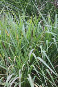 Bild von Miscanthus purpurascens