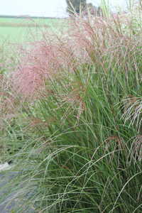 Bild von Miscanthus sinensis Beth Catto