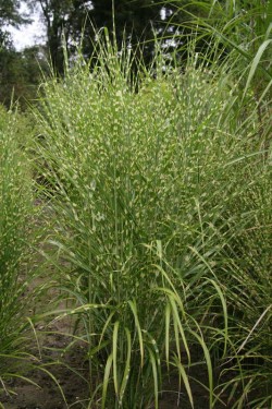 Bild von Miscanthus sinensis Leopard