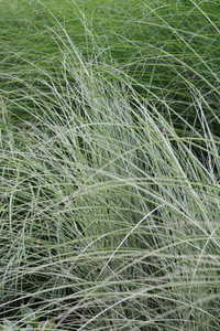 Bild von Miscanthus sinensis Silberpfeil