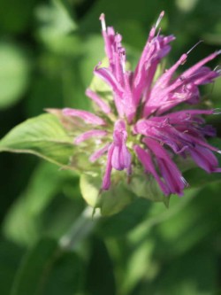 Bild von Monarda fistulosa Prärienacht