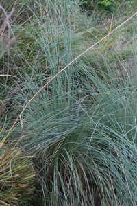 Bild von Muhlenbergia lindheimeri