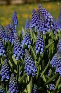 Bild von Muscari armeniacum