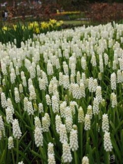 Bild von Muscari bortyoides Album