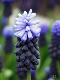 Bild von Muscari latifolium