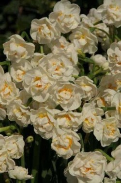 Bild von Narcissus bulbocodium conspicuus 6