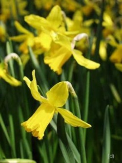 Bild von Narcissus Cyc. February-Gold
