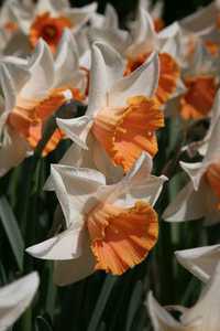 Bild von Narcissus  Chromacolor