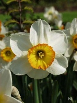 Bild von Narcissus  Flower-Record