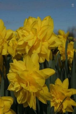 Bild von Narcissus  Golden-Dukat