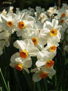Bild von Narcissus  Geranium