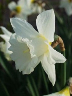 Bild von Narcissus  Mount-Hood