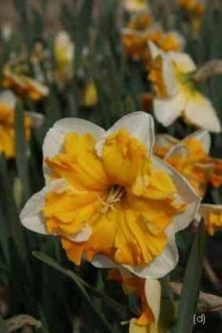 Bild von Narcissus  Orangery