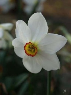 Bild von Narcissus poeticus Actaea