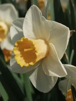 Bild von Narcissus  Salome