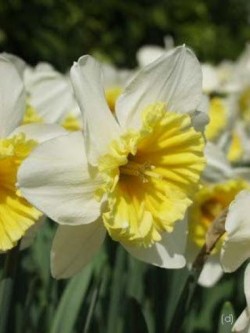 Bild von Narcissus  Sealing-Wax