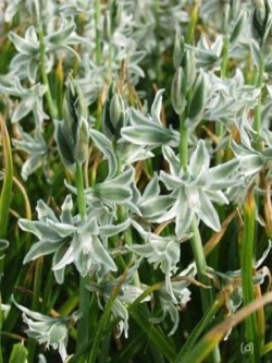 Bild von Ornithogalum nutans