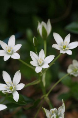 Bild von Ornitogalum umbellatum