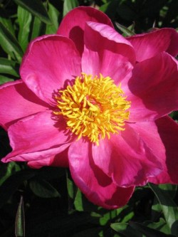 Bild von Paeonia x-lact. rot-einfach-früh