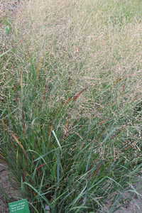 Bild von Panicum virgatum Black-and-Light