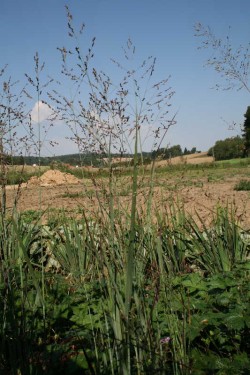 Bild von Panicum virgatum Heiliger Hain