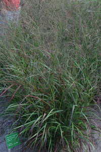 Bild von Panicum virgatum Kurt-Bluemel