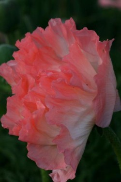 Bild von Papaver orientale Maya