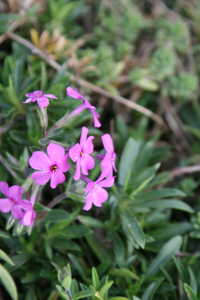 Bild von Phleum phleoides