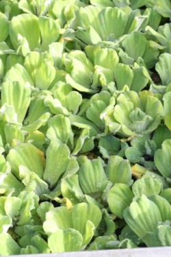 Bild von Pistia stratiodes