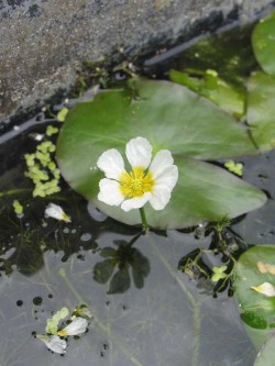 Bild von Ranunculus acris