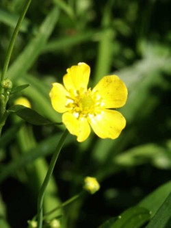 Bild von Ranunculus flamula