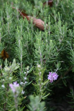 Bild von Rosmarinus officinalis Majorcan Pink