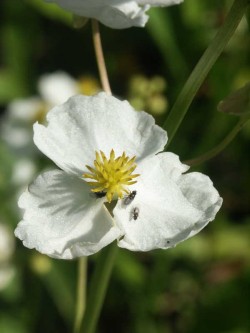 Bild von Sagittaria sagittifolia