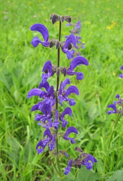 Bild von Salvia pratensis