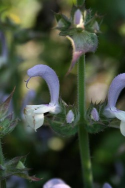 Bild von Salvia sclarea