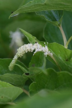 Bild von Saururus cernuus