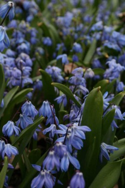 Bild von Scilla siber. Spring-Beauty