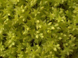 Bild von g Sedum sexangulare