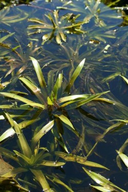 Bild von Stratiotes aloides