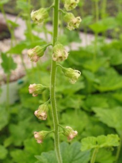 Bild von Tellima grandiflora