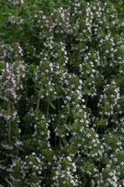 Bild von Thymus pulegioides subsp. montanus