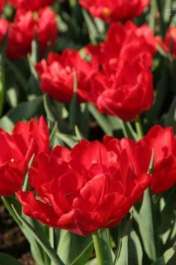 Bild von Tulipa  Abba