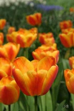 Bild von Tulipa  Apeldoorn