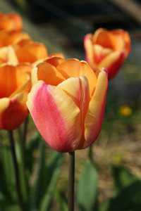 Bild von Tulipa  Apricot-Foxx