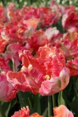 Bild von Tulipa  Apricot-Parott