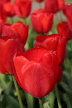 Bild von Tulipa  Apeldoorn